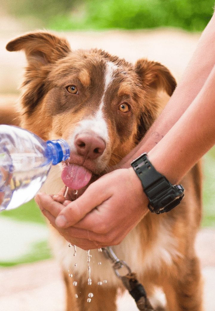 Pet Hydration 101: How Much Water Do Dogs and Cats Really Need?